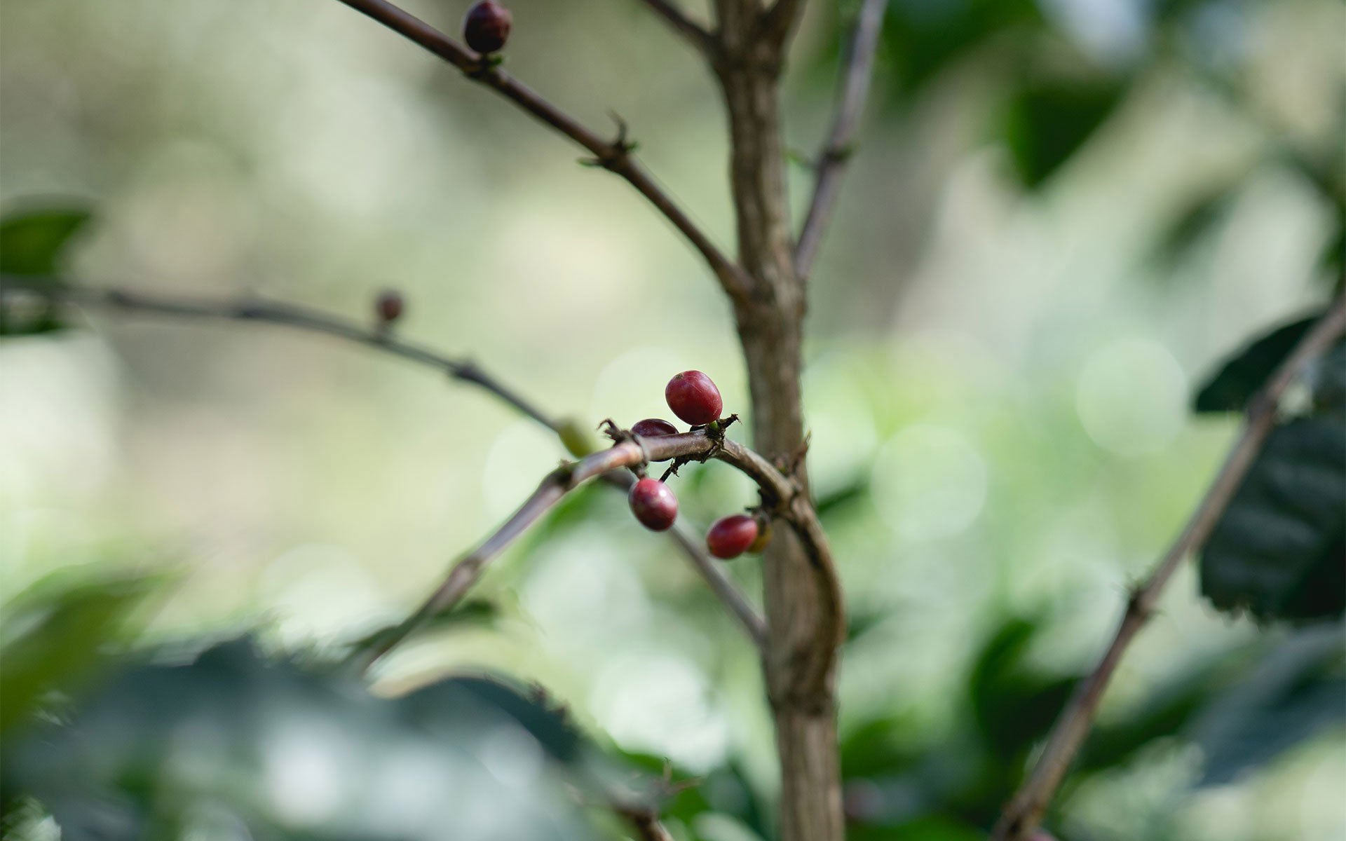 Coffee Zoka Coffee Company