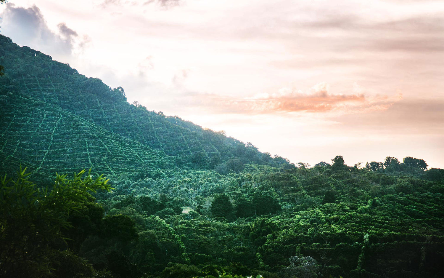 rain forest mountain view: single origins