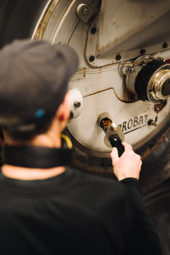 Coffee roaster inspecting the roast in a probat roaster