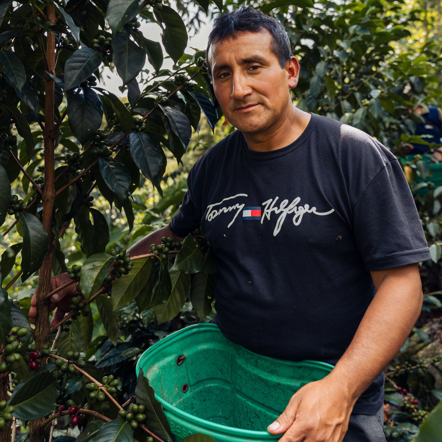 A Farm Member harvesting coffee at Felipe Estela Farm
