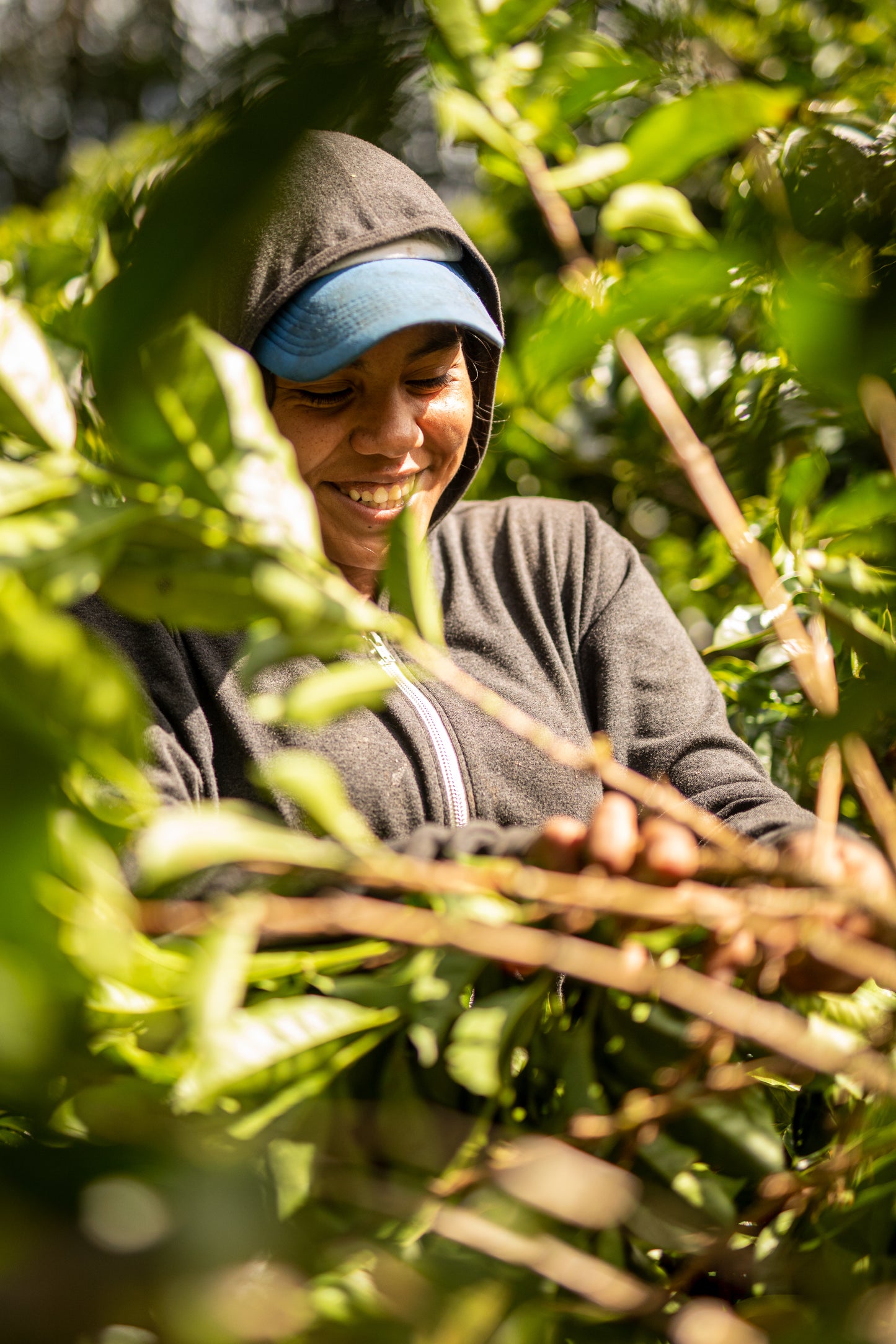 Costa Rica Sumava Geisha