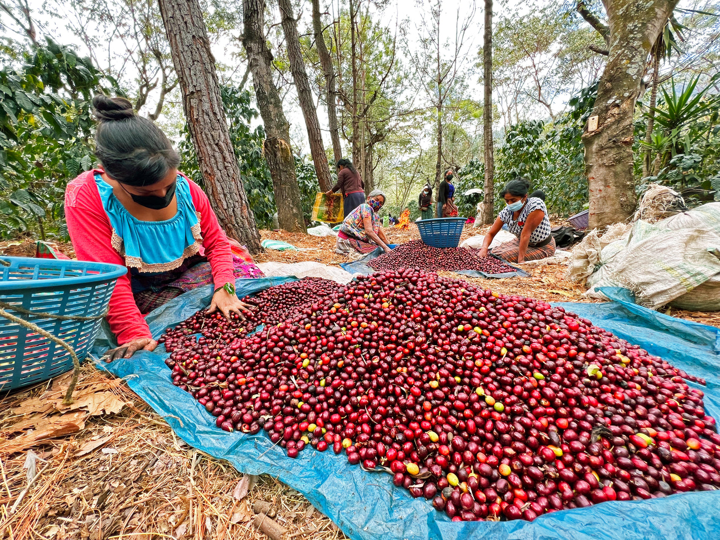 Guatemala Santa Felisa Red Pacamara
