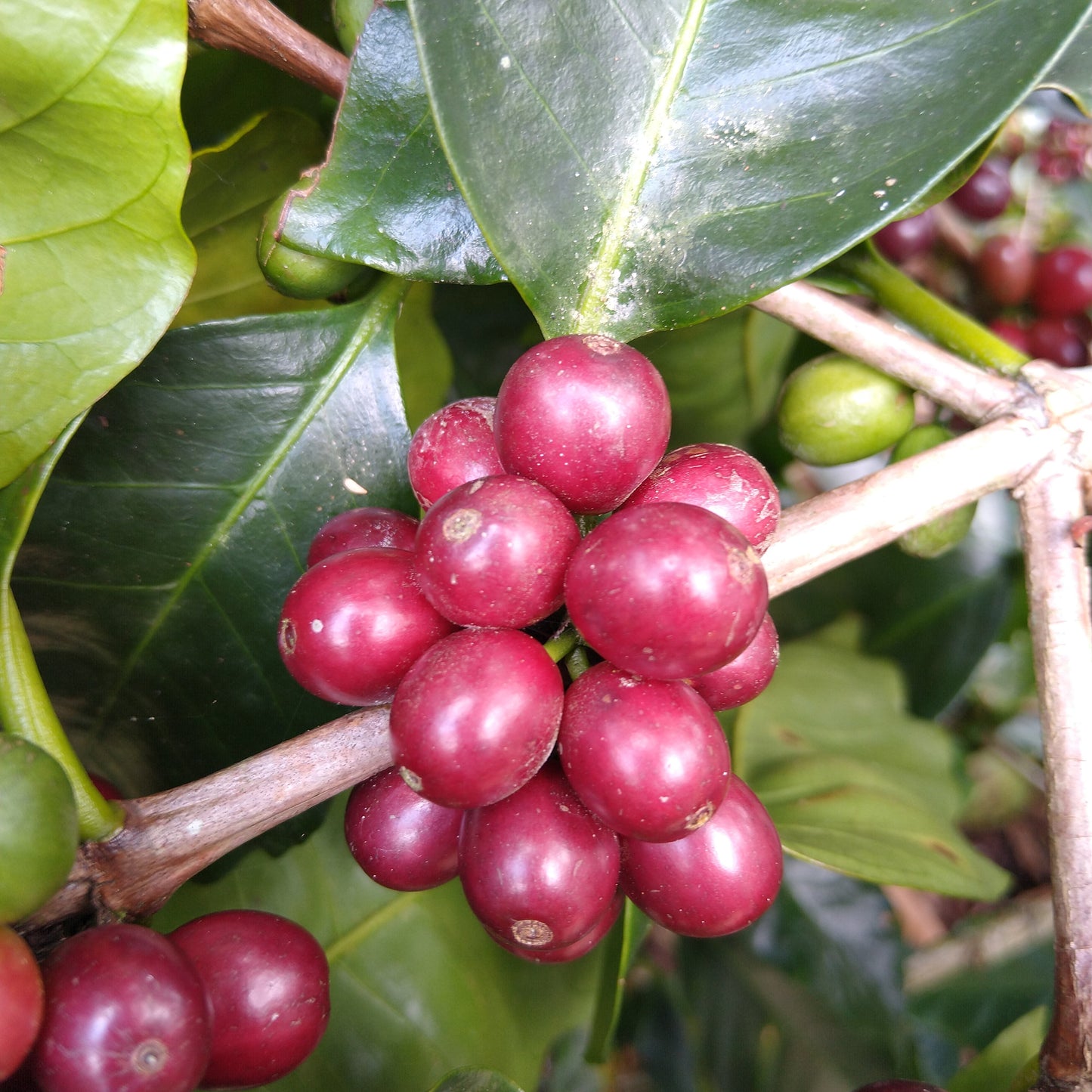 Nicaragua Fincas Mierisch Mama Mina
