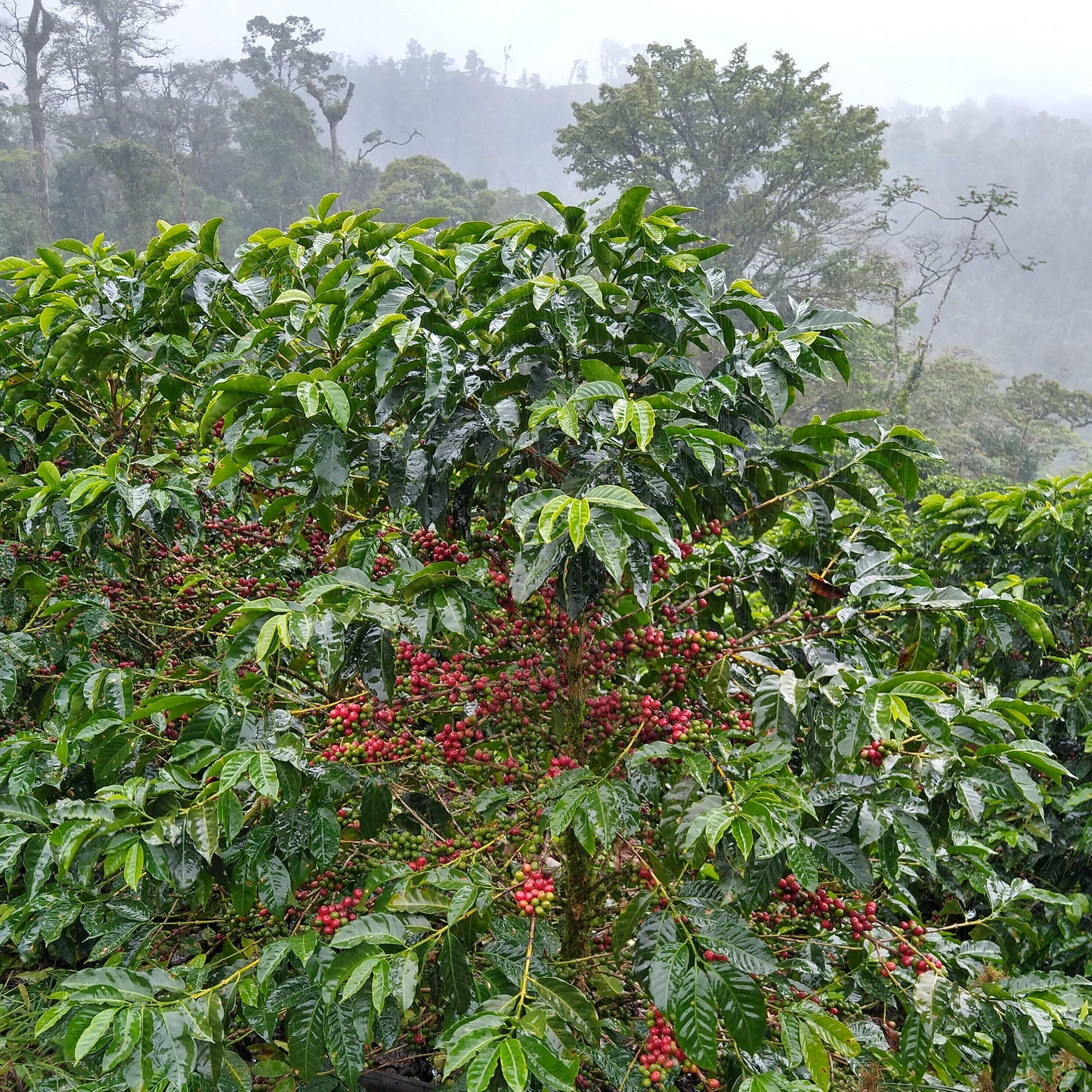 Nicaragua Fincas Mierisch Mama Mina