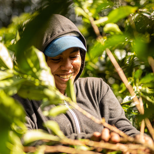 A person smiling while harvesting coffee cherry.