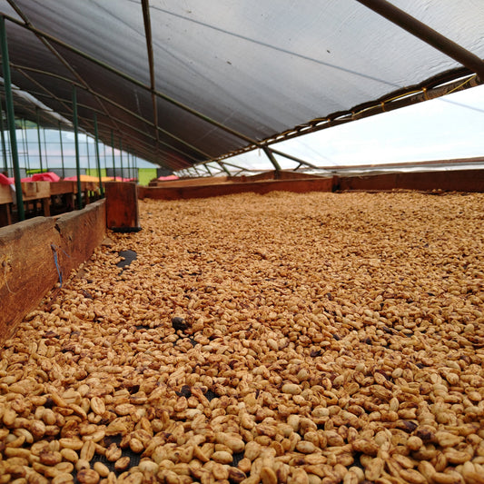 Large pile of dried coffee cherries under a covered storage area - a natural process