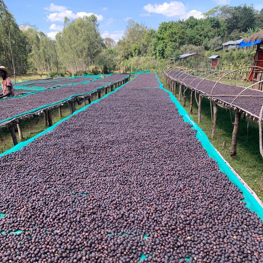 Ethiopia Mustefa Abasadi, Natural