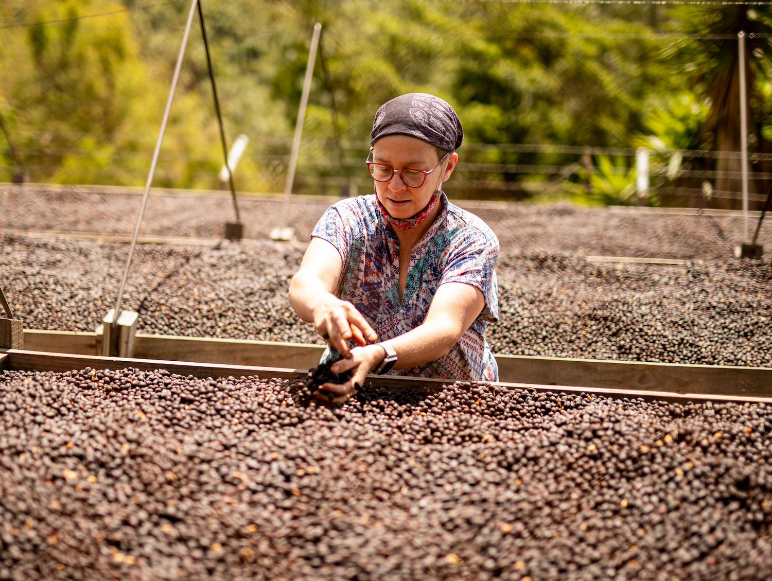 Santa Felisa Farm owner Ananbella Meneses checks on Naturally drying coffee cherry. 