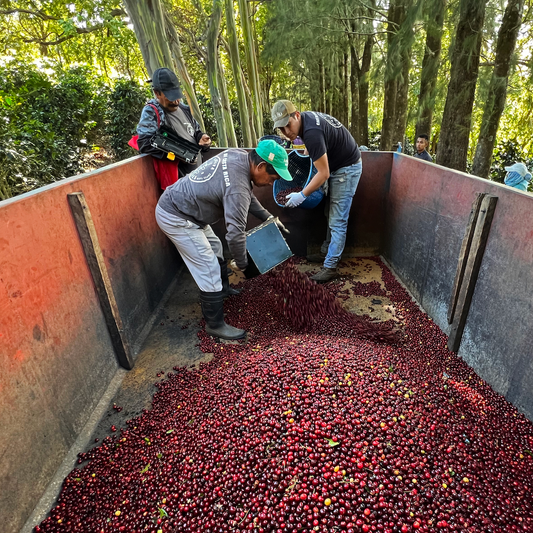 Costa Rica Sumava Villa Sarchi, Dark Roast
