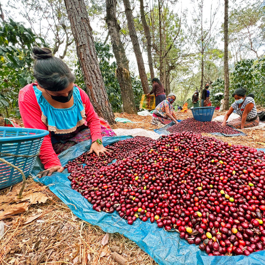 Guatemala Santa Felisa Red Pacamara Natural