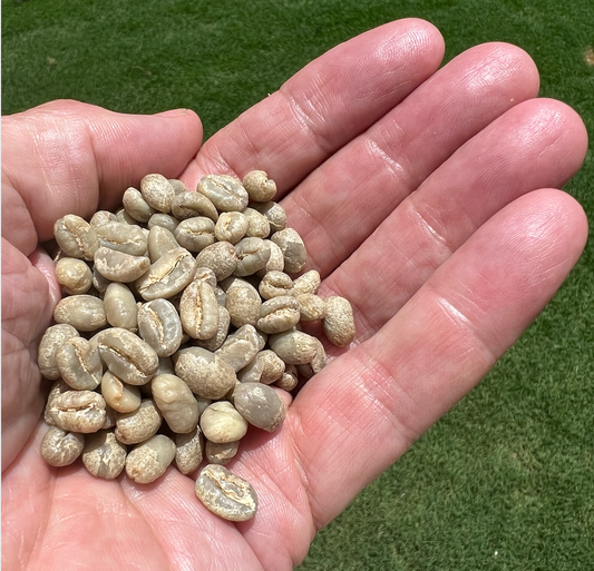 Hand holds green peaberry beans