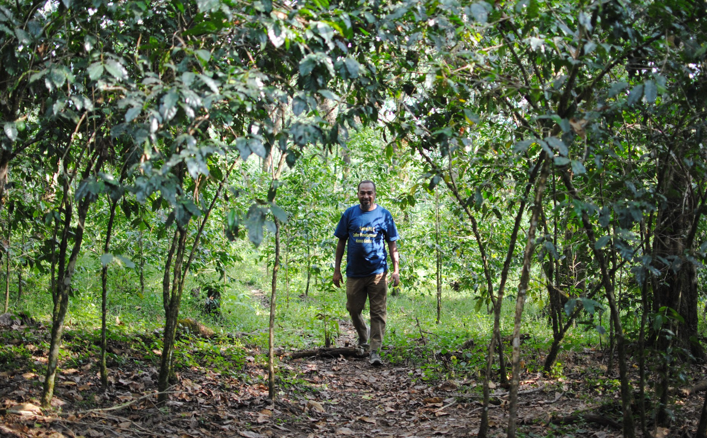 Ethiopia Kossa Geshe Decaf