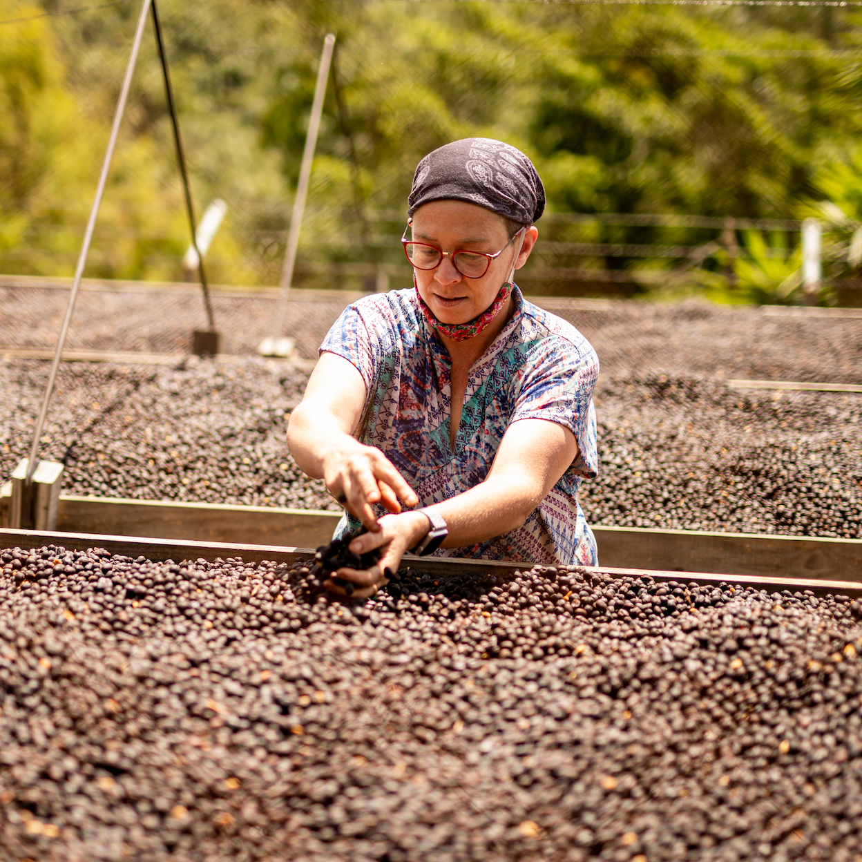Guatemala Santa Felisa Dwarf Gesha