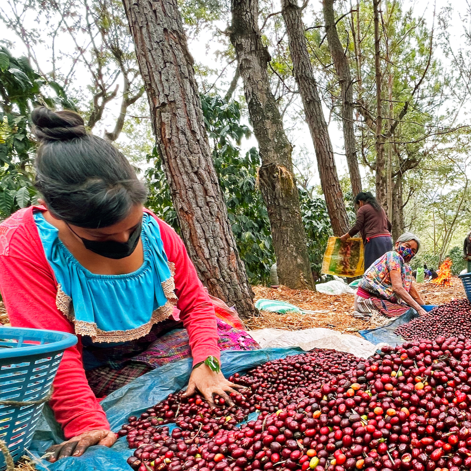 Guatemala Santa Felisa Dwarf Gesha